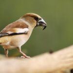 Travailler à La Rochelle, vivre en périphérie : avantages