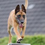 Agilité commerciale : s&rsquo;adapter aux nouveaux marchés